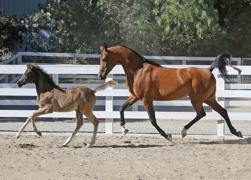2018reg2 mare and foal