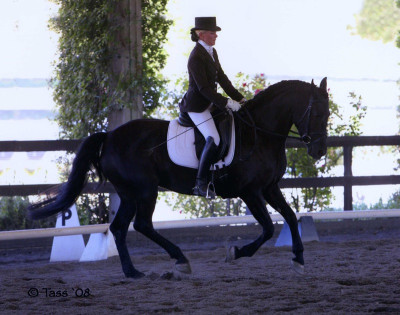 2008 sport horse scarlet1