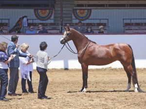 2019 reg2 show halterx100000