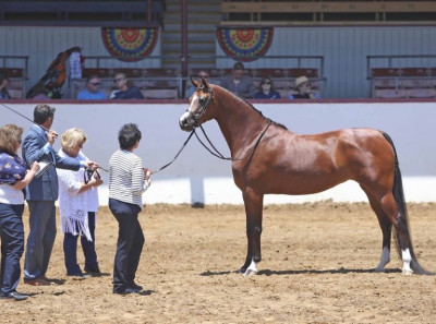2019 reg2 show halterx100000