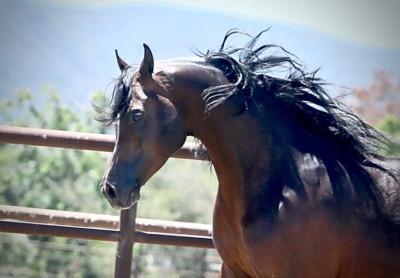 horse head and neckx100000