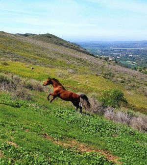 meagan shaffer horse running up hillx100000