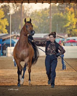 r2 2015 sateve halter entrance