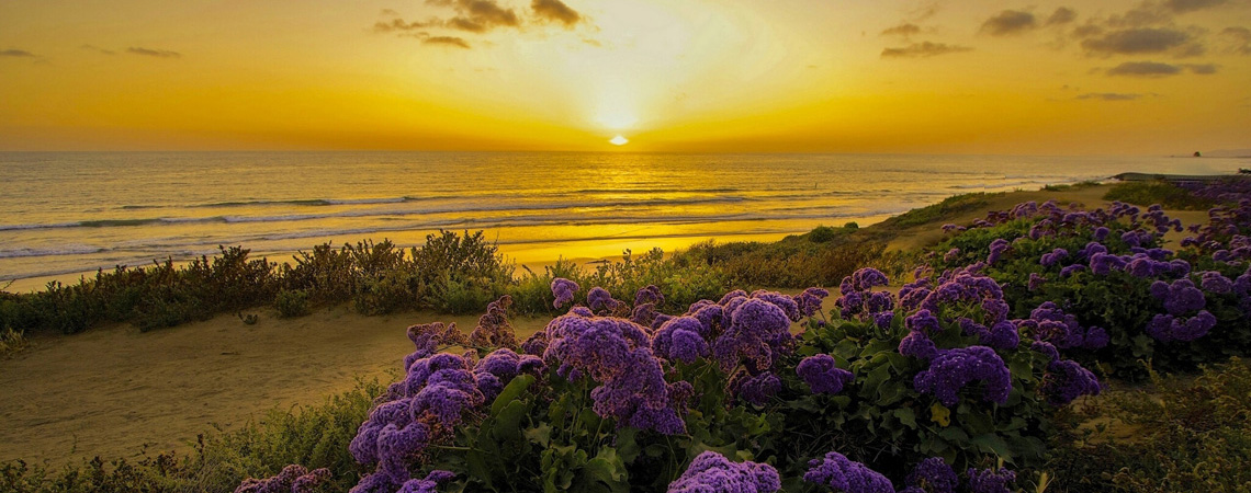 a_pacific_ocean_california_sunset_beach_flowers